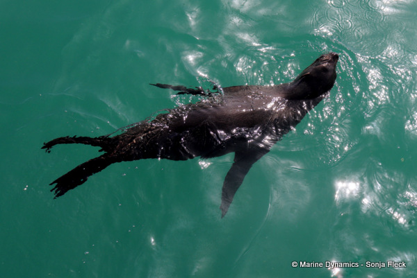 Cape fur seal, South Africa